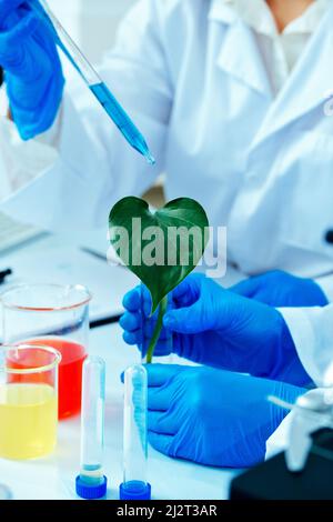 Beschnittene Fotohands von Wissenschaftlern, die grüne Pflanzen in der ganzheitlichen Laborbranche untersuchen Stockfoto