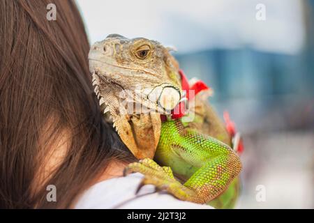 Chamäleon auf der Schulter einer Person. Eidechse auf einem Spaziergang. Kaltblütiges Tier mit rotem Geschirr. Stockfoto
