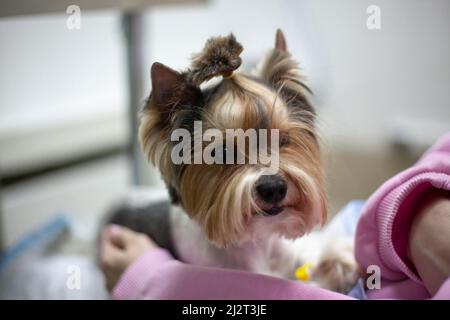 Hund beim Tierarzt. Haustier ist in den Händen der Gastgeberin. Mädchen hält kleinen Hund auf ihrem Schoß. Details der Aufnahme des Patienten in der Tierklinik. Stockfoto