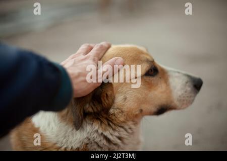 Der Mann streichelte dem Hund den Kopf. Der Typ streichelt mit seiner Hand das Gesicht eines obdachlosen Hundes. Sommer Tierporträt auf der Straße. Gerillte Augen eines Stockfoto