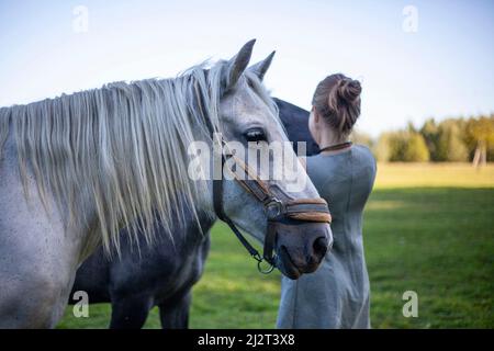 Mädchen streichelte ein Pferd auf den Kopf. Eine Frau streichelt ein Tier. Pferd auf dem Bauernhof. Farm auf dem Land. Tier im Stall. Kommunikation mit Pferden Stockfoto