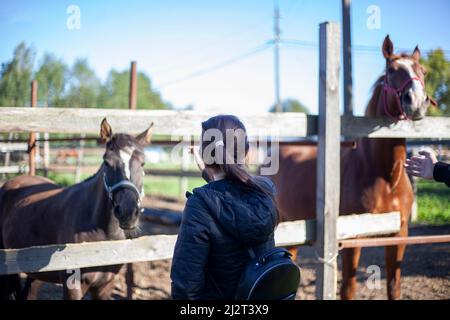 Mädchen streichelte ein Pferd auf den Kopf. Eine Frau streichelt ein Tier. Pferd auf dem Bauernhof. Farm auf dem Land. Tier im Stall. Kommunikation mit Pferden Stockfoto