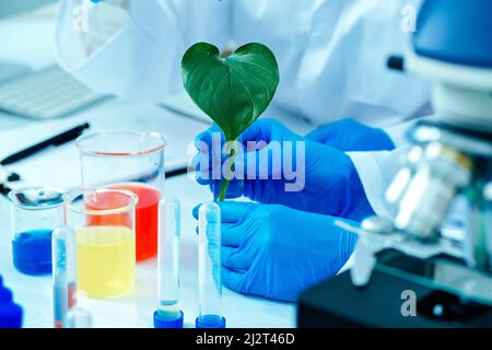 Beschnittene Fotohands von Wissenschaftlern, die grüne Pflanzen im Labor auf Nachhaltigkeit untersuchen Stockfoto