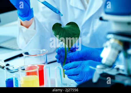 Beschnittene Fotohands von Wissenschaftlern, die grüne Pflanzen im Labor untersuchen ganzheitliche Nachhaltigkeit Stockfoto