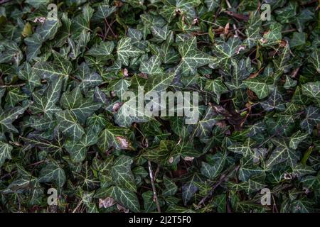 Ivy Textur, kletterndes Efeu Nahaufnahme, natürlicher Hintergrund. Stockfoto