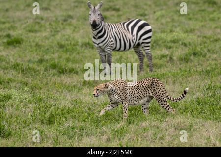 Zebras beobachten einen Gepard, Tansania Stockfoto