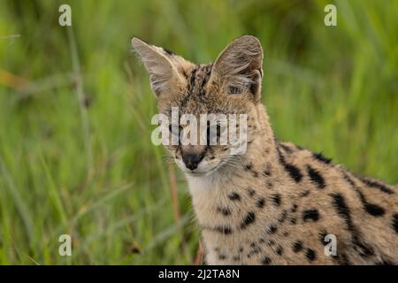 Der wunderschöne Serval, Tansania Stockfoto