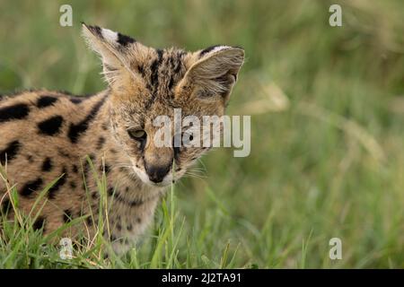 Der wunderschöne Serval, Tansania Stockfoto