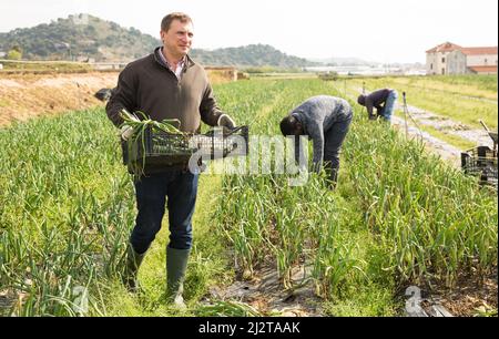 Mann professioneller Gärtner hält die Ernte der Zwiebel Stockfoto