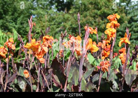 Canna blüht vor blauem Himmel Stockfoto