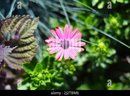 Osteospermum bekannt als der Gänseblümchen oder Afrikaner Stockfoto