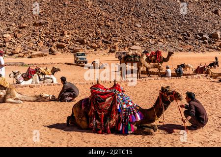 Lokale Beduinen mit ihren Kamelen warten im Lawrence.’s Spring, Wadi Rum, Jordanien auf Touristen. Stockfoto