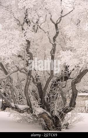 Frostbedeckter Baumwollholzbaum in einer Winterszene. Vintage Sepia-Stil Stockfoto