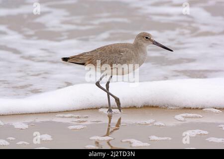 Machen Sie einen Spaziergang an der Golfküste nahe Surfside Beach in Texas Stockfoto