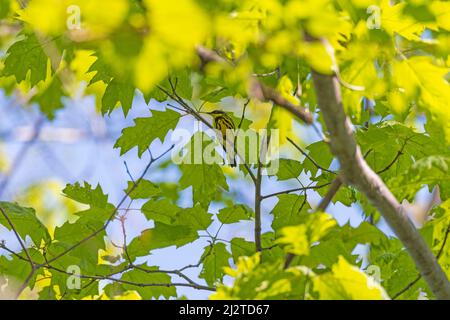 Ein Magnolia-Walker versteckt sich in den Bäumen im Presque Isle State Park in Pennsylvania Stockfoto