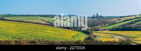 Daffodil Farm in Cornwall von einer Drohne, England Stockfoto