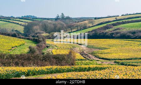 Daffodil Farm in Cornwall von einer Drohne, England Stockfoto