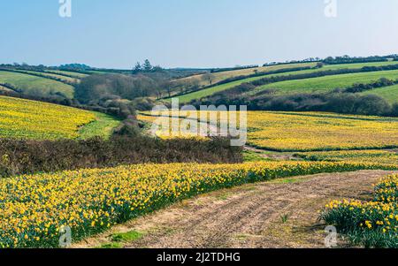 Daffodil Farm in Cornwall von einer Drohne, England Stockfoto