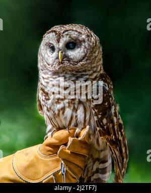 Die Sperlingskauz sitzt auf einer Hand mit Handschuhen Stockfoto