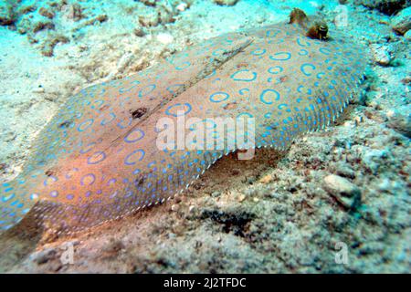 Pfauenflunder, der auf dem Meeresboden im Bonaire Marine Park ruht Stockfoto