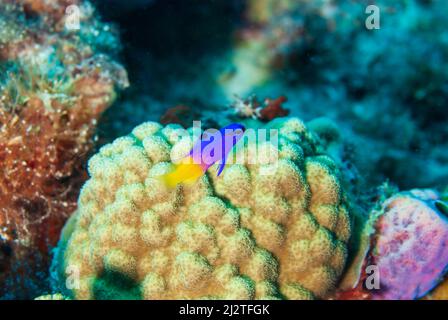 Fairy Basslet schwimmend über weißen Korallen im Bonaire Marine Park Stockfoto