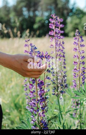 Die Hand eines jungen Mannes berührt die Blumen der Fliederlupinen Stockfoto