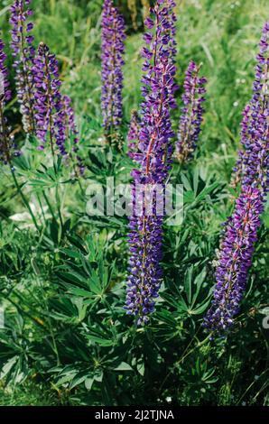 Viele schöne Lupinenblüten von lila Farbe Stockfoto