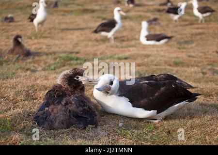 Der adulte Vogel von Albatross, der sich mit dem Küken ausschert. Phoebastria immutabilis Stockfoto