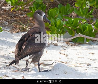 Schwarzfuß-Albatross-Vogel, der über einem Ei im Sand auf einem pazifischen Inselstrand steht. Phoebastria nigripes Stockfoto