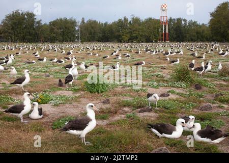 Laysan Albatross-Brutkolonie auf dem Midway-Atoll, einer nordpazifischen Insel. Phoebastria immutabilis Stockfoto