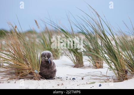 Das Küken von laysan Albatross, das sich während eines Windsturms an einer Küste der Pazifikinsel gegen eine Strauchgraspflanze (Eragrostis variabilis) kuschelt, um Schutz zu erhalten. Stockfoto