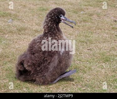 Das Küken von Liysan Albatross kühlt sich im heißen Frühlingswetter durch Wärmeableitung ab: Keuchend und mit den Füßen aus dem Webbett zum Luftstrom vom Boden. Stockfoto