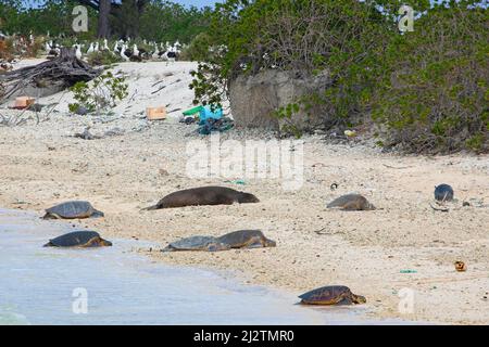 Hawaiianische grüne Meeresschildkröten und ein Mönchsrobbe, die sich an einem Strand im Nordpazifik mit Plastikmüll sonnen. Stockfoto