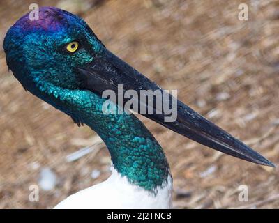 Spektakuläre fesselnde weibliche Schwarzhalsstorch mit einem mächtigen Schnabel und lebhaft schillerndem Gefieder. Stockfoto