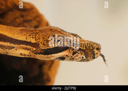 schlangenkopf von boa oder Python in Nahaufnahme Stockfoto