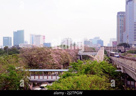 BANGKOK, THAILAND - FEBRUAR 17,2022 : Sakura Thailand (Chompoo pantip oder Pink Trompete Baum) am Chatujak ,BTS Mochit Bahnhof Stockfoto