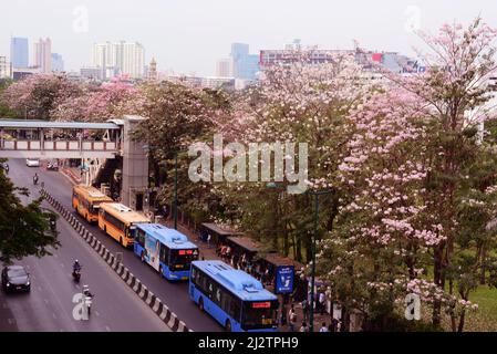 BANGKOK, THAILAND - FEBRUAR 17,2022 : Sakura Thailand (Chompoo pantip oder Pink Trompete Baum) am Chatujak ,BTS Mochit Bahnhof Stockfoto