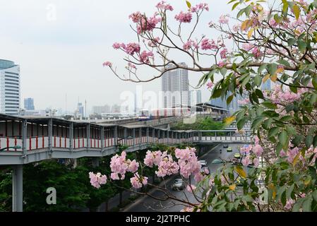 BANGKOK, THAILAND - FEBRUAR 17,2022 : Sakura Thailand (Chompoo pantip oder Pink Trompete Baum) am Chatujak ,BTS Mochit Bahnhof Stockfoto