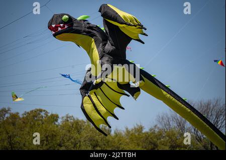 Austin, Texas, USA. 3. April 2022. ÒGo Big or Go HomeÓ die große Drachenfliegerorganisation startet ihren Drachen. Das ABC Kite Festival 93. kehrte am Sonntag in den Zilker Park zurück. Tausende von Besuchern flogen bunte Drachen über den 350 Hektar großen Park. Kredit: Sidney Bruere/Alamy Live Nachrichten Stockfoto