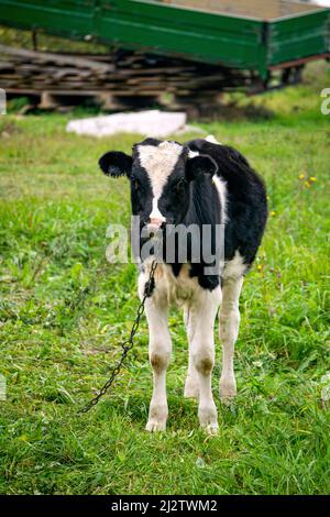 Ein schwarz-weißes Kalb weidet auf der Wiese. Stockfoto