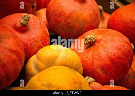 Leuchtend orange Kürbisse zum Verkauf in einem Supermarkt. Stockfoto