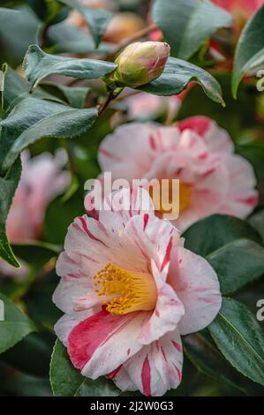 Nahaufnahme der rot-weißen Kamelie Japonica ,Tricolor‘ Blumen im Landschloss Zuschendorf, Sachsen, Deutschland Stockfoto