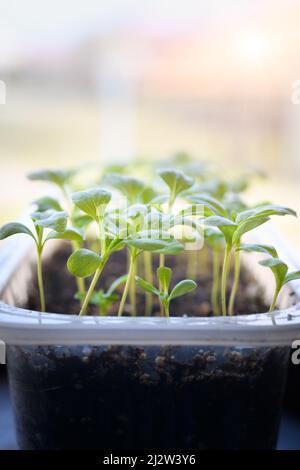 Junge Aster Sämlinge wachsen in einer Vermehrung Tablett. Frühling Gartenarbeit Hintergrund. Stockfoto