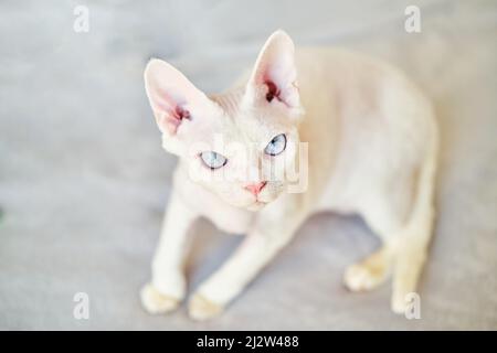 Sphynx Devon Rex aus der Nähe. Porträt eines Haustiers. Stockfoto