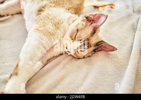 Sphynx Devon Rex aus der Nähe. Porträt eines Haustiers. Stockfoto