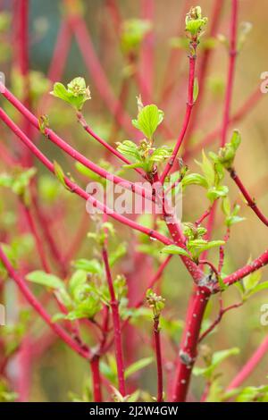 Cornus alba 'Baton Rouge', Red-belled dogwood 'Baton Rouge', Red-Twigged dogwood 'Baton Rouge', Cornus alba 'Minbat', frühes Frühjahrswachstum. Stockfoto