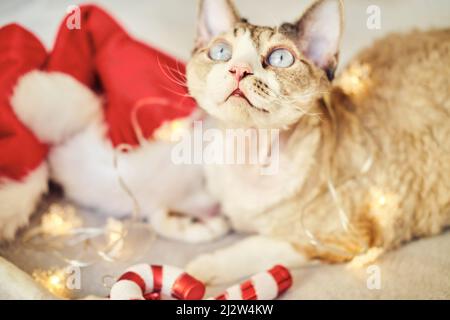 Exotische Sphynx Devon Katze feiert Weihnachten. Haustiere in den Neujahrsdekorationen. Stockfoto