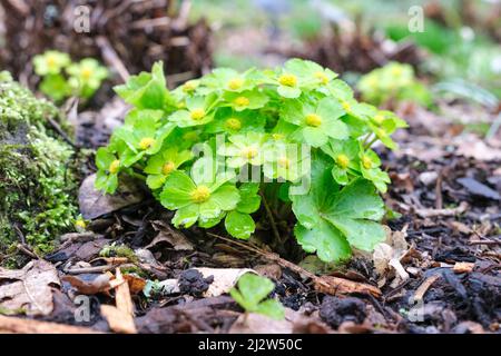 Hacquetia epipactis, breitblättriger Heilig, Mehrjähriger, kompakter Blütenklumpen aus glänzenden Blättern, kleine gelbe Blüten in Rosetten aus gezahnten, länglich, gelb-g Stockfoto