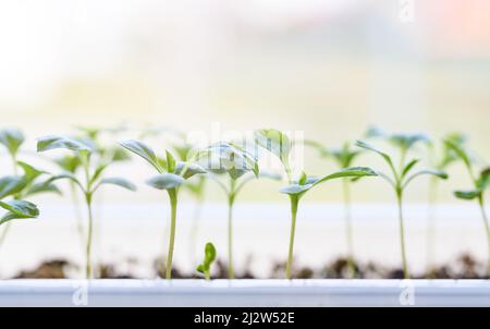 Junge Aster Sämlinge wachsen in einer Vermehrung Tablett. Frühling Gartenarbeit Hintergrund. Stockfoto