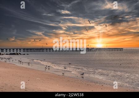 Coney Island Strand mit Pat Auletta Steeplechase Pier während des Sonnenuntergangs mit vielen Möwen sitzen und herumfliegen, idyllischer Hintergrund Stockfoto